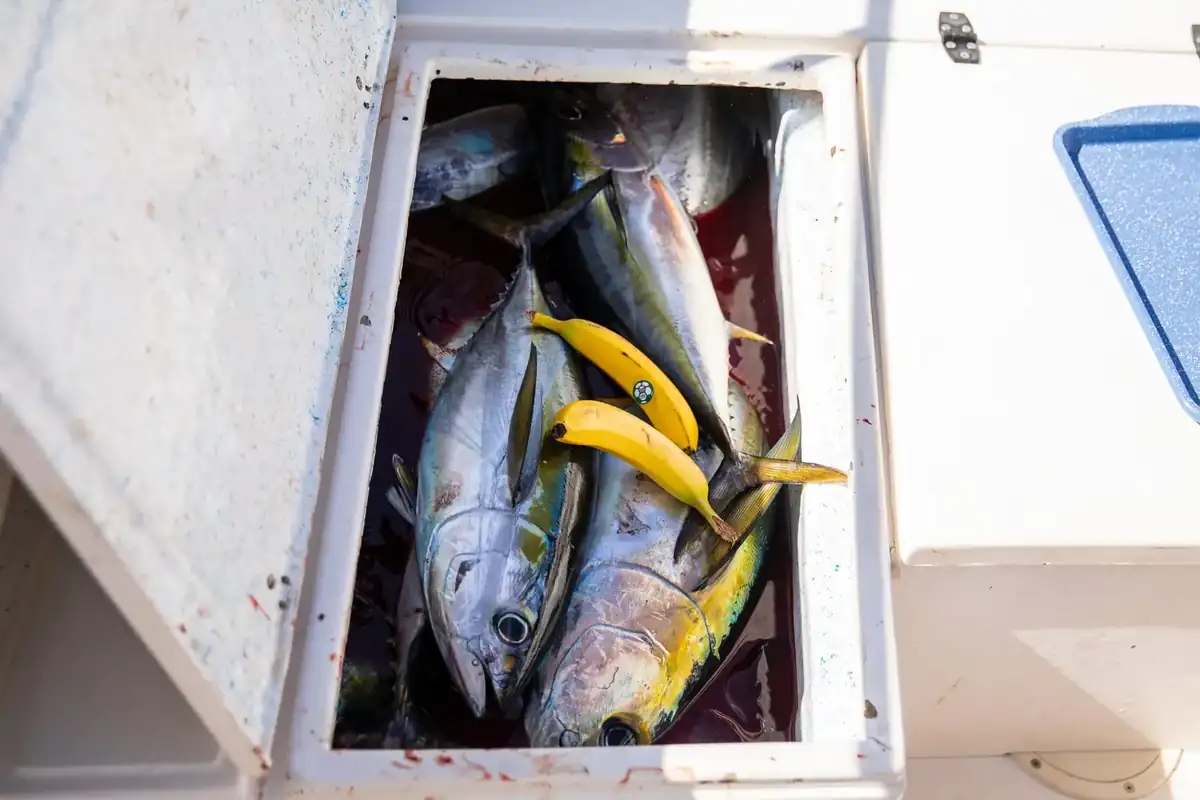 Yellowfin tuna and dorado in the fish box