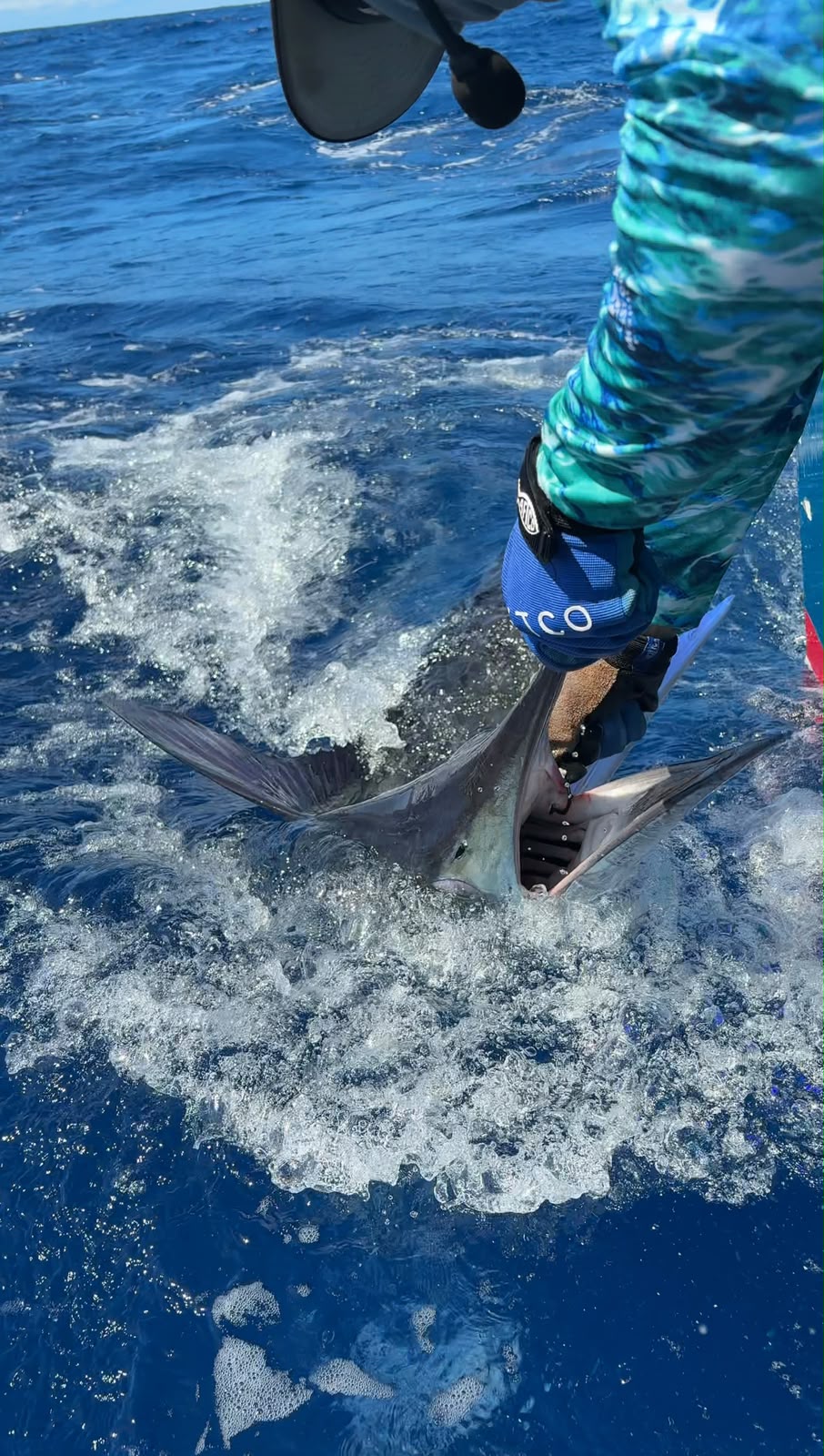 Billfish being released alongside the boat off Los Cabos