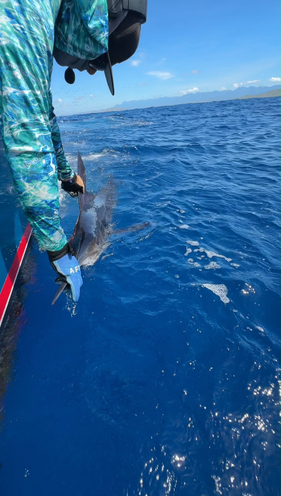 Billfish brought boatside for release off Los Cabos
