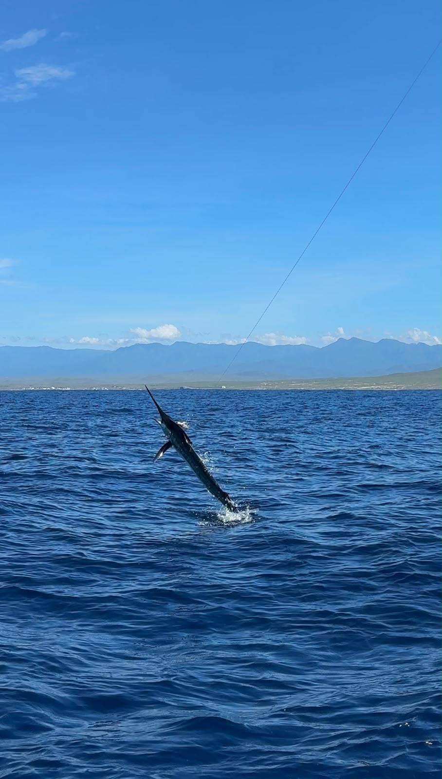 Billfish jumping off Los Cabos with the Baja coastline behind