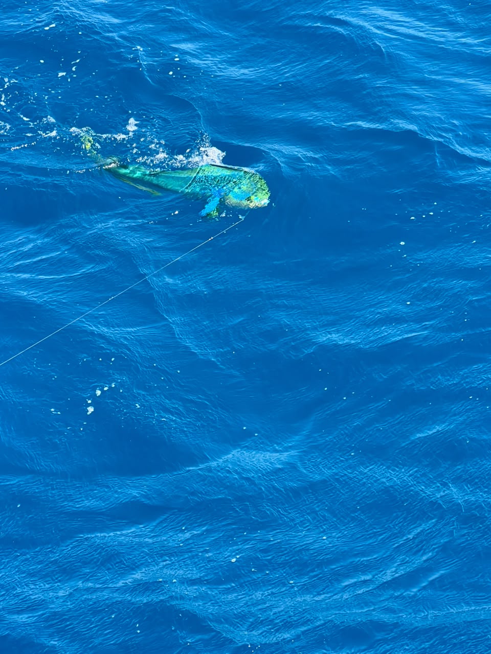 Dorado (mahi-mahi) in the water beside the boat